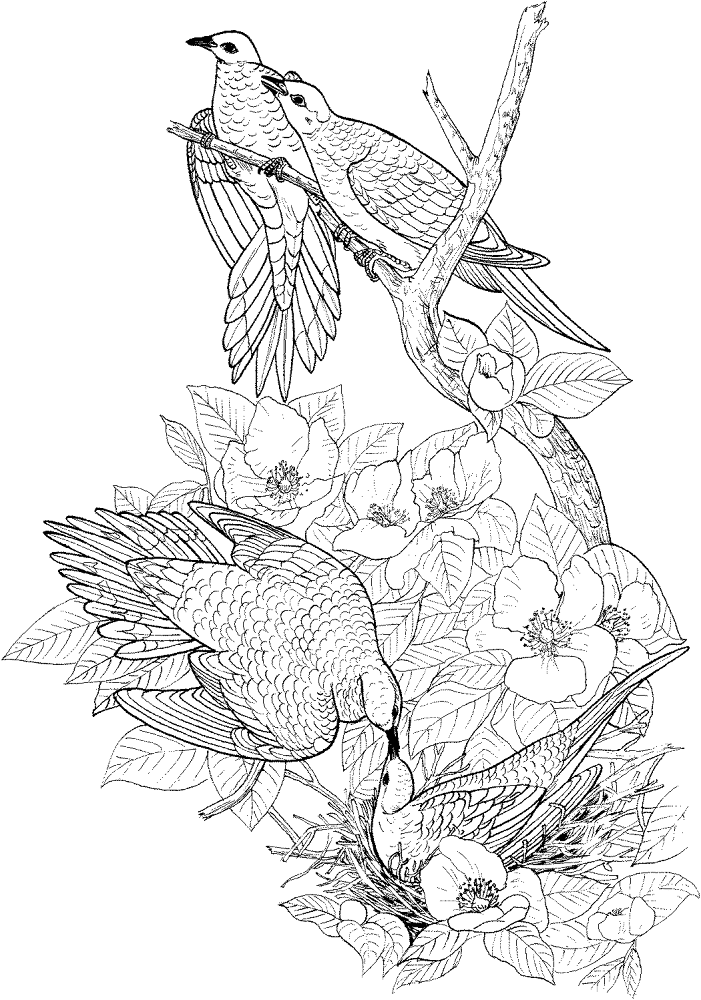 Mourning Doves Coloring Page Md Coloring Page — Free Printable — free printable coloring page