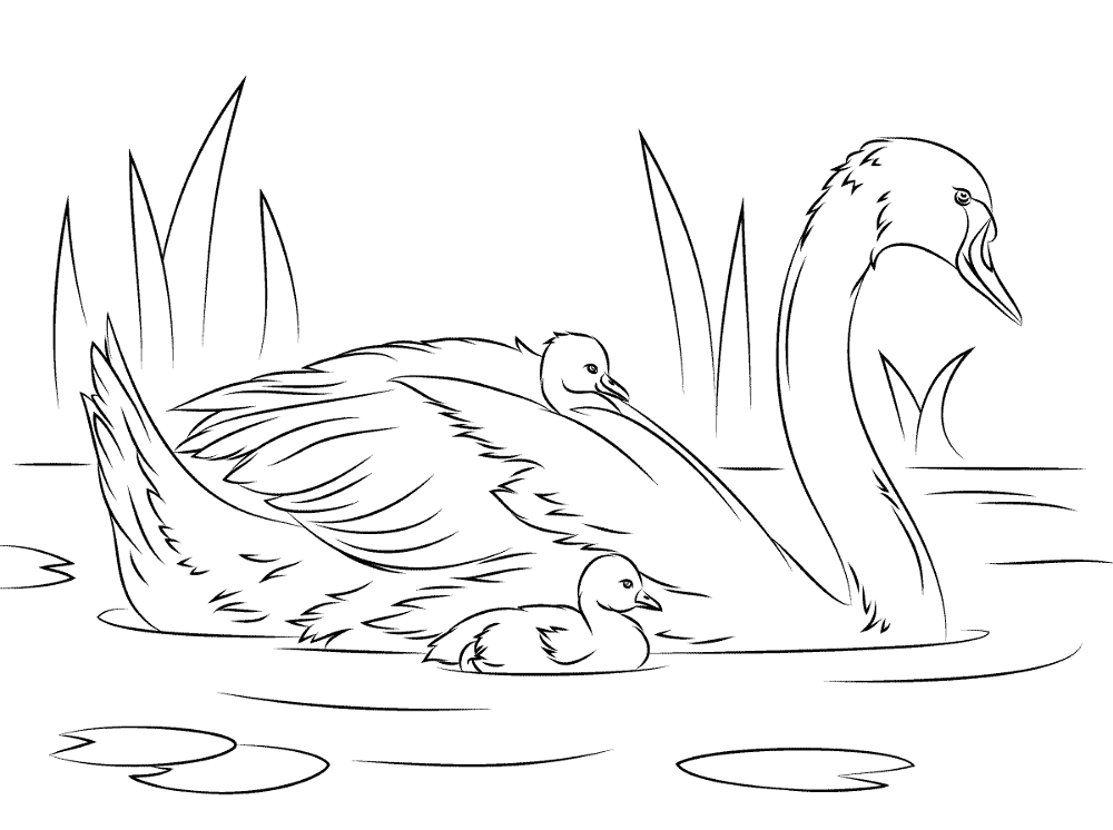 Mute Swan Chicks Coloring Pages Md Coloring Page — Free Printable — free printable coloring page