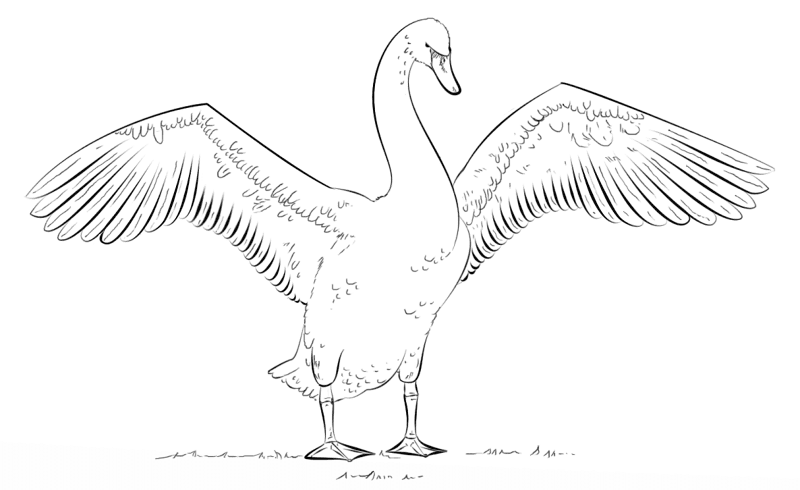 Mute Swan Coloring Page Md Coloring Page — Free Printable — free printable coloring page