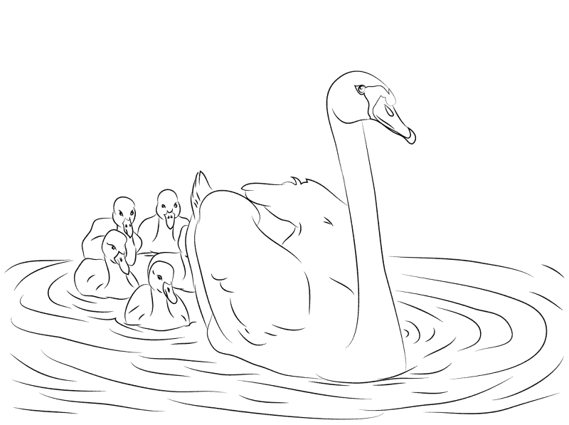 Mute Swan Cygnets Coloring Pages Md Coloring Page — Free Printable — free printable coloring page