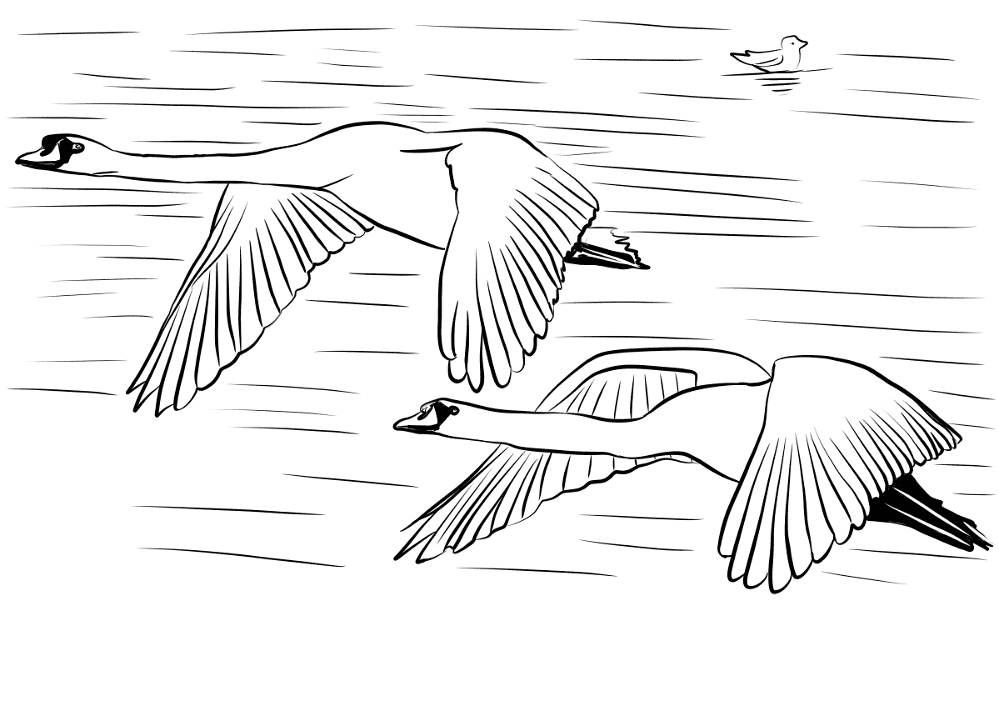 Mute Swans Flying Over Water Coloring Page Md Coloring Page — Free Printable — free printable coloring page