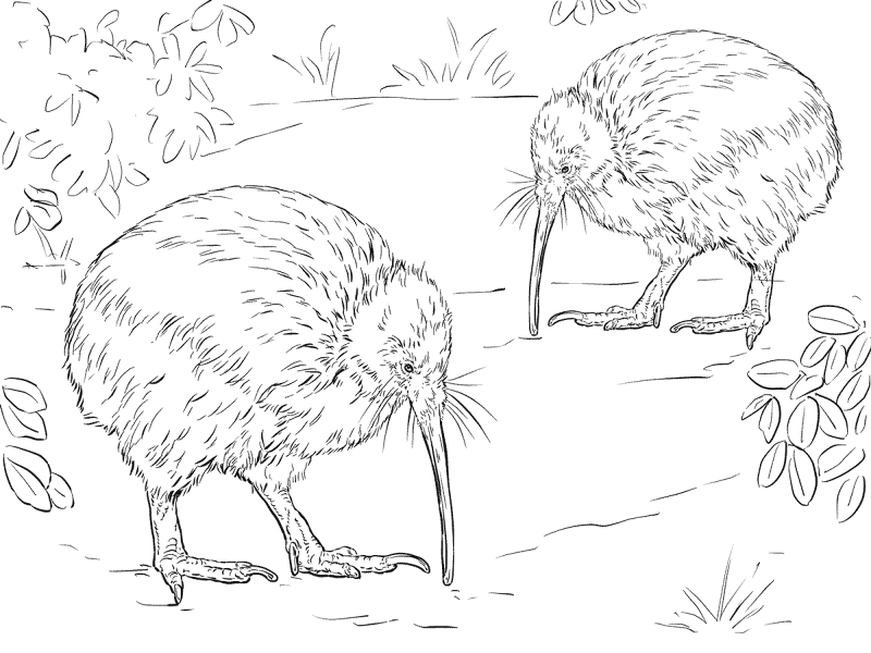 North Island Brown Kiwi Coloring Pages Md Coloring Page — Free Printable — free printable coloring page