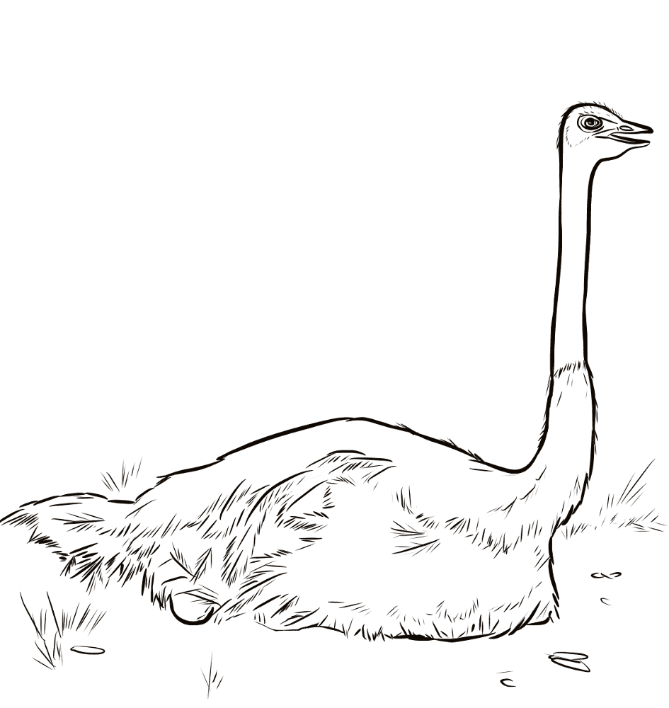 Ostrich Nesting Coloring Page Md Coloring Page — Free Printable — free printable coloring page
