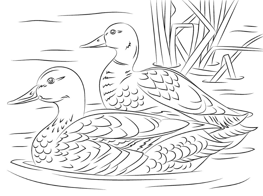 Pair Mallard Ducks Coloring Pages Md Coloring Page — Free Printable — free printable coloring page