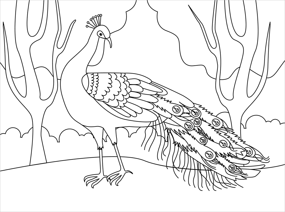 Peacock Coloring Page Md Coloring Page — Free Printable — free printable coloring page
