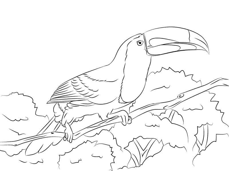 Perched Keel Billed Toucan Coloring Pages Md Coloring Page — Free Printable — free printable coloring page