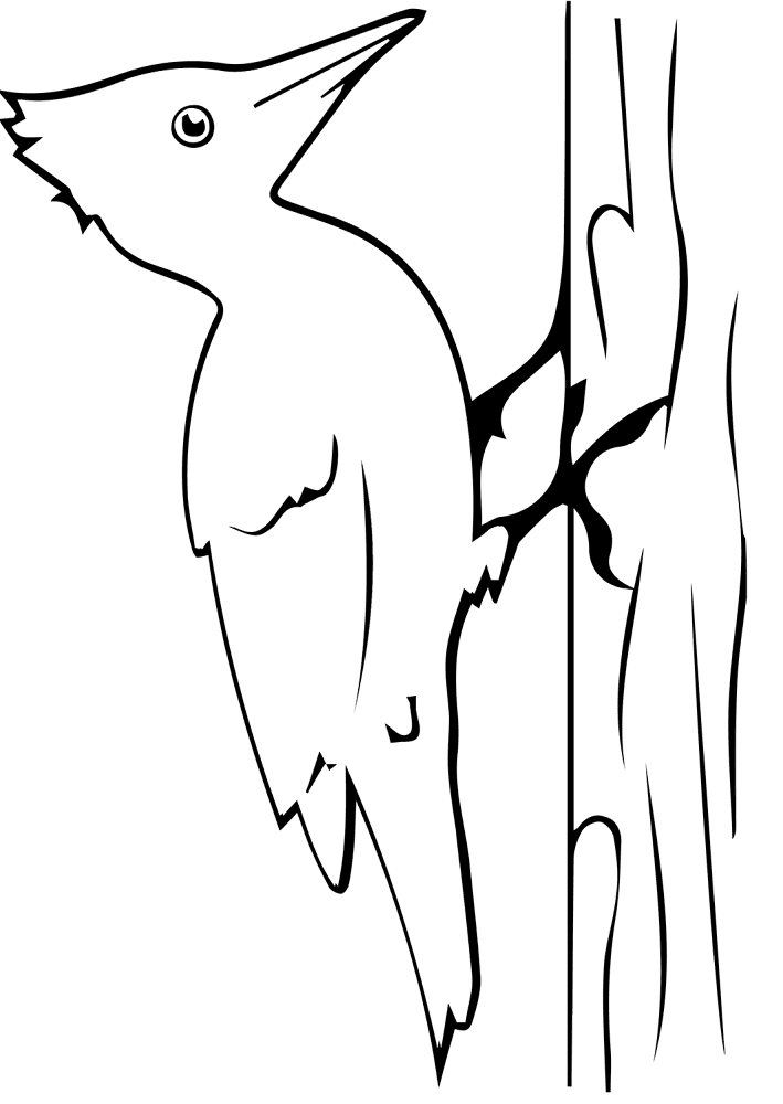 Pileated Woodpecker Coloring Page Md Coloring Page — Free Printable — free printable coloring page