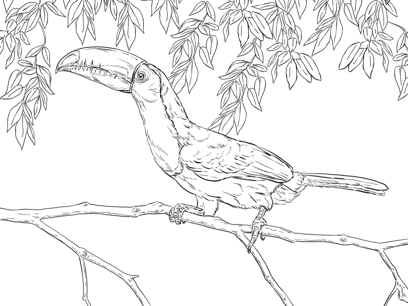 Realistic Keel Billed Toucan Coloring Pages Md Coloring Page — Free Printable — free printable coloring page