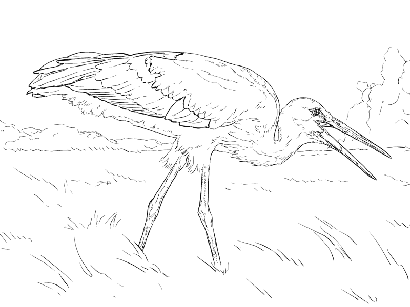 Realistic White Stork Coloring Pages Md Coloring Page — Free Printable — free printable coloring page