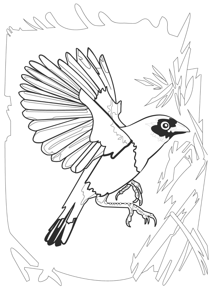 Red Bishop Euplectes Coloring Page Md Coloring Page — Free Printable — free printable coloring page