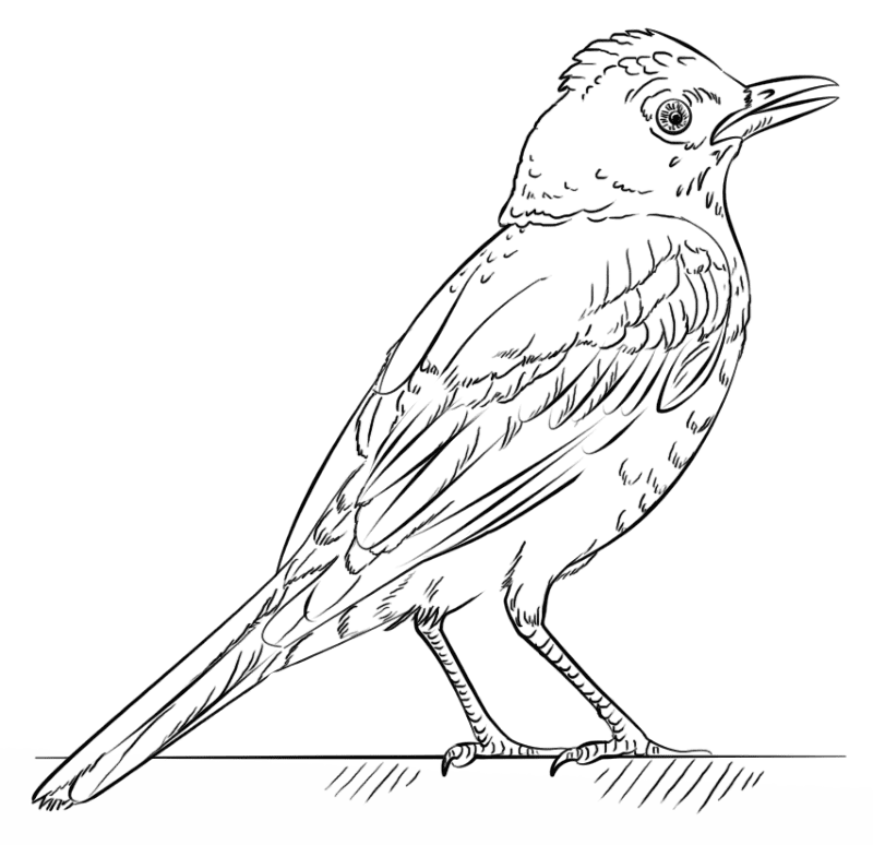 Red Robin Coloring Page Md Coloring Page — Free Printable — free printable coloring page