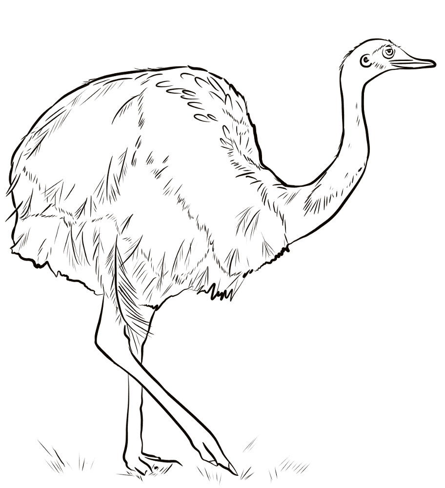 Rhea Americana Coloring Page Md Coloring Page — Free Printable — free printable coloring page