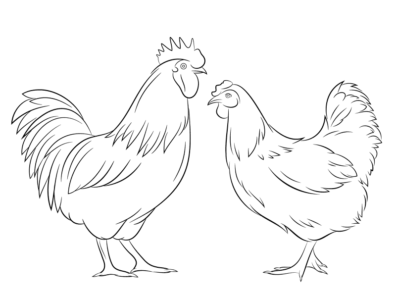 Rooster And Hen Coloring Page Md Coloring Page — Free Printable — free printable coloring page
