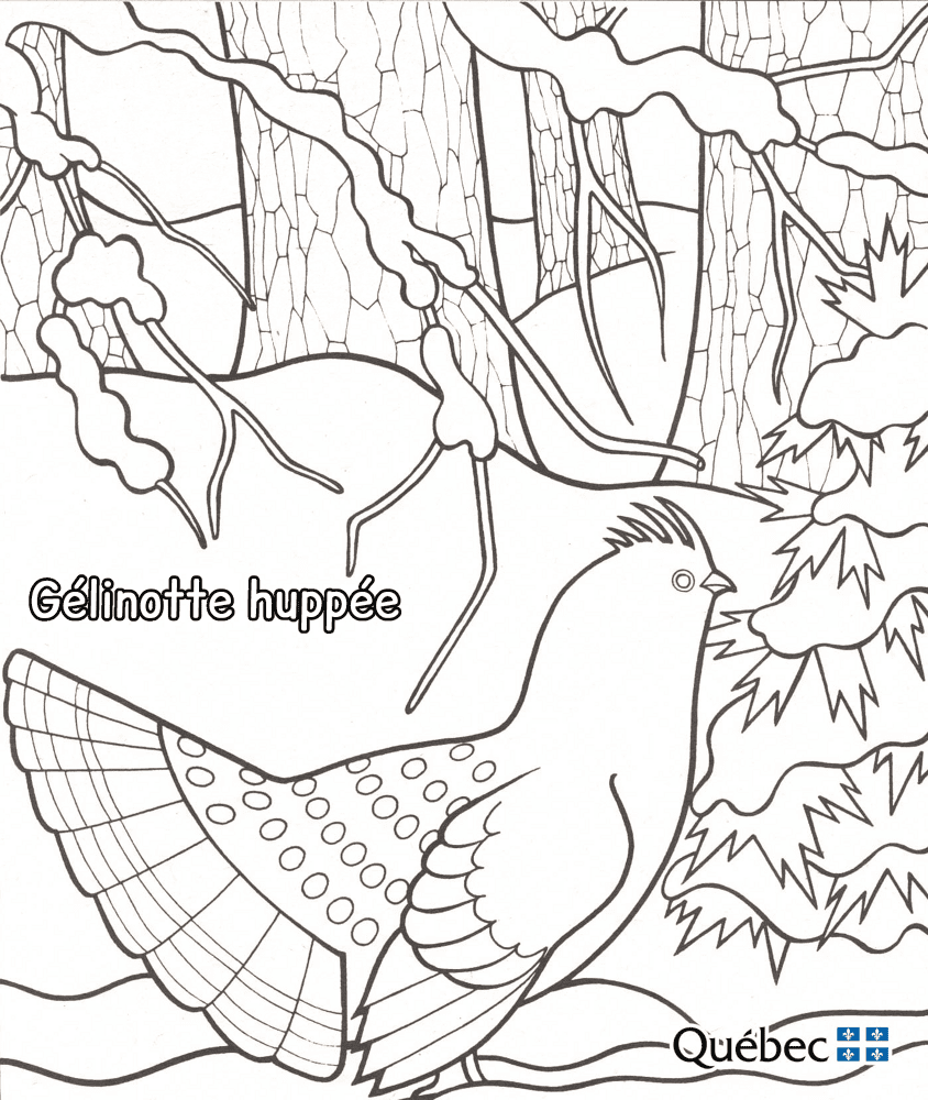 Ruffed Grouse Md Coloring Page — Free Printable — free printable coloring page