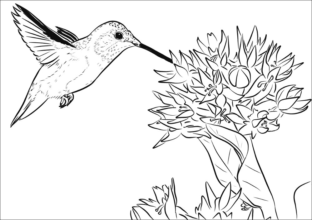 Rufous Hummingbird Coloring Page Md Coloring Page — Free Printable — free printable coloring page