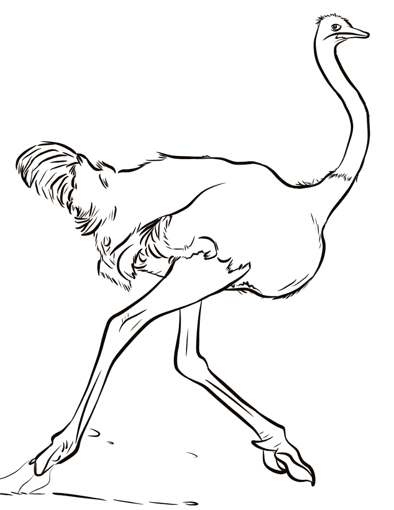 Running Ostrich Coloring Page Md Coloring Page — Free Printable — free printable coloring page