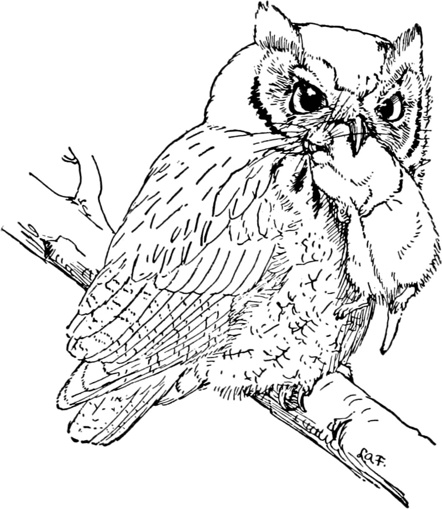 Screech Owl Coloring Page Md Coloring Page — Free Printable — free printable coloring page