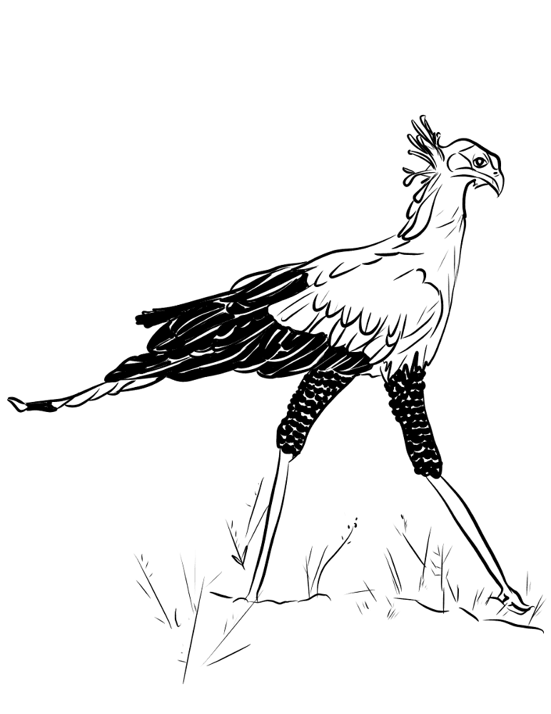 Secretary Bird Coloring Page Md Coloring Page — Free Printable — free printable coloring page