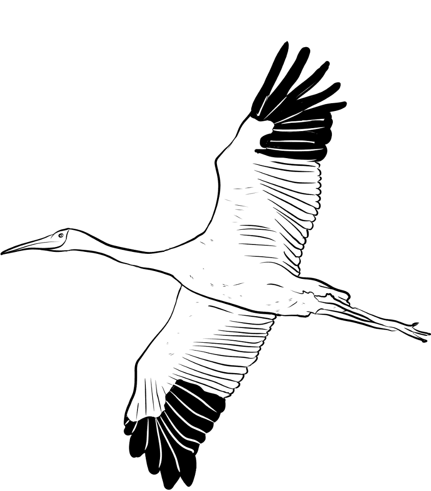 Siberian Crane Coloring Page Md Coloring Page — Free Printable — free printable coloring page