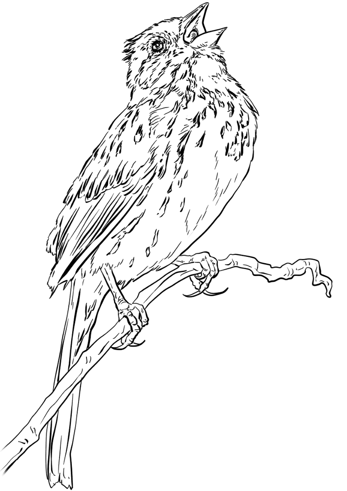 Song Sparrow Coloring Page Md Coloring Page — Free Printable — free printable coloring page
