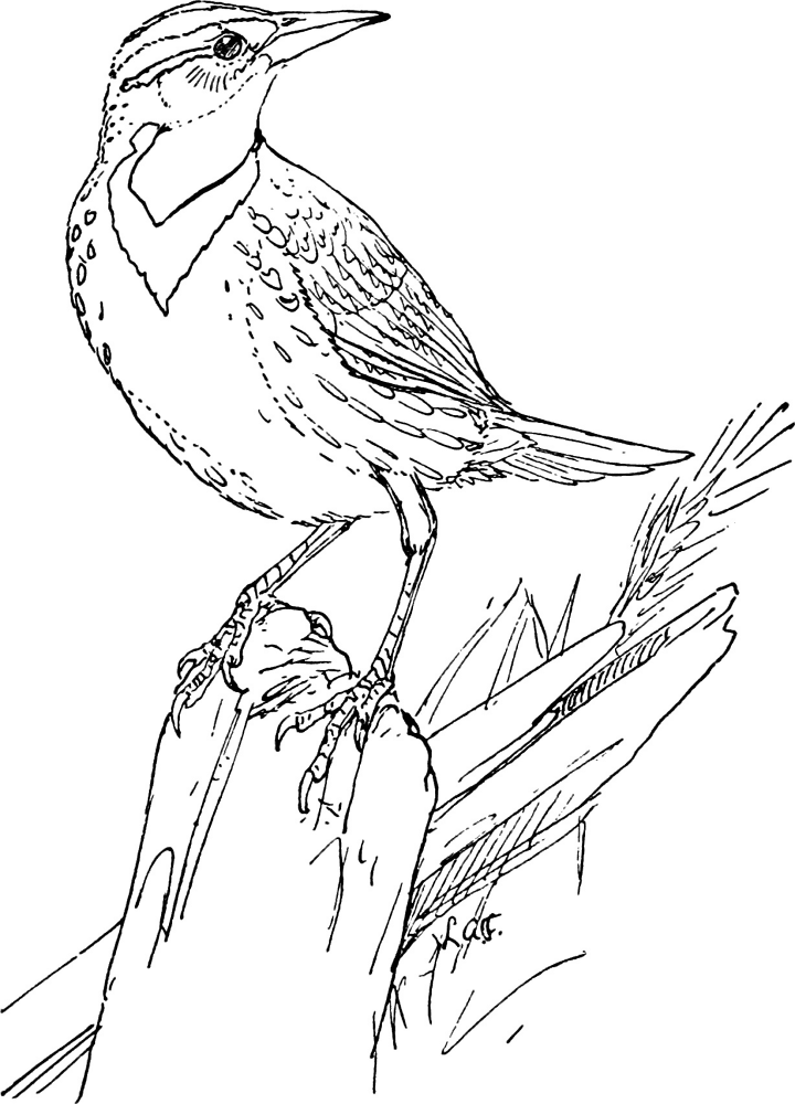 The Meadowlark Coloring Page Md Coloring Page — Free Printable — free printable coloring page