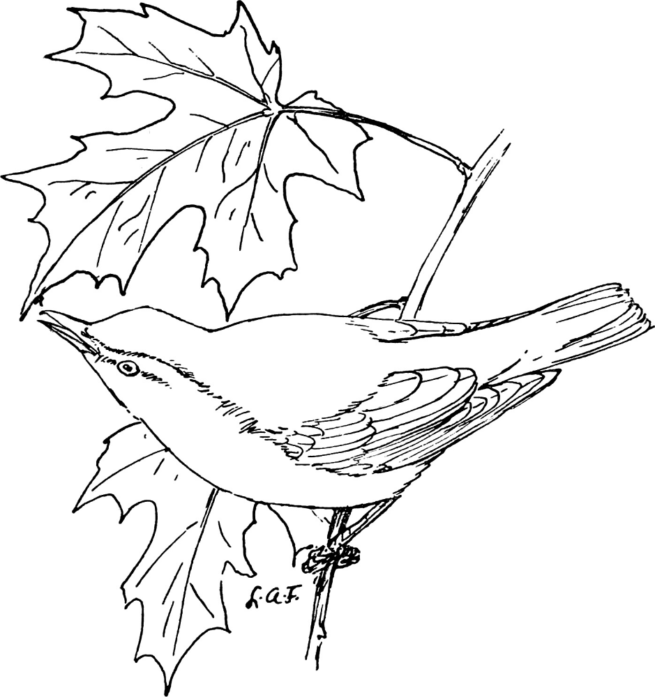 The Red Eyed Vireo Coloring Page Md Coloring Page — Free Printable — free printable coloring page