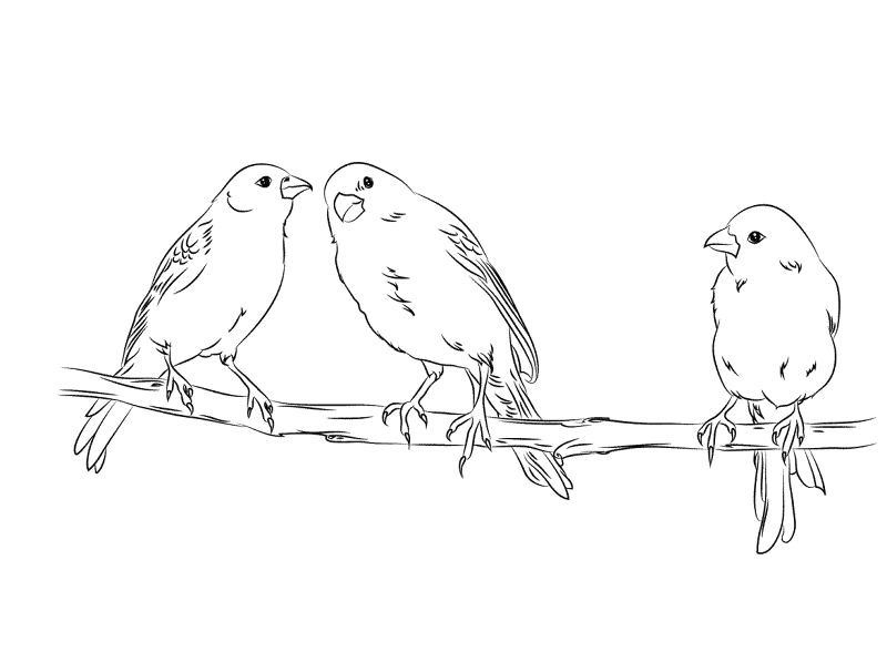 Three Yellow Canaries Coloring Pages Md Coloring Page — Free Printable — free printable coloring page