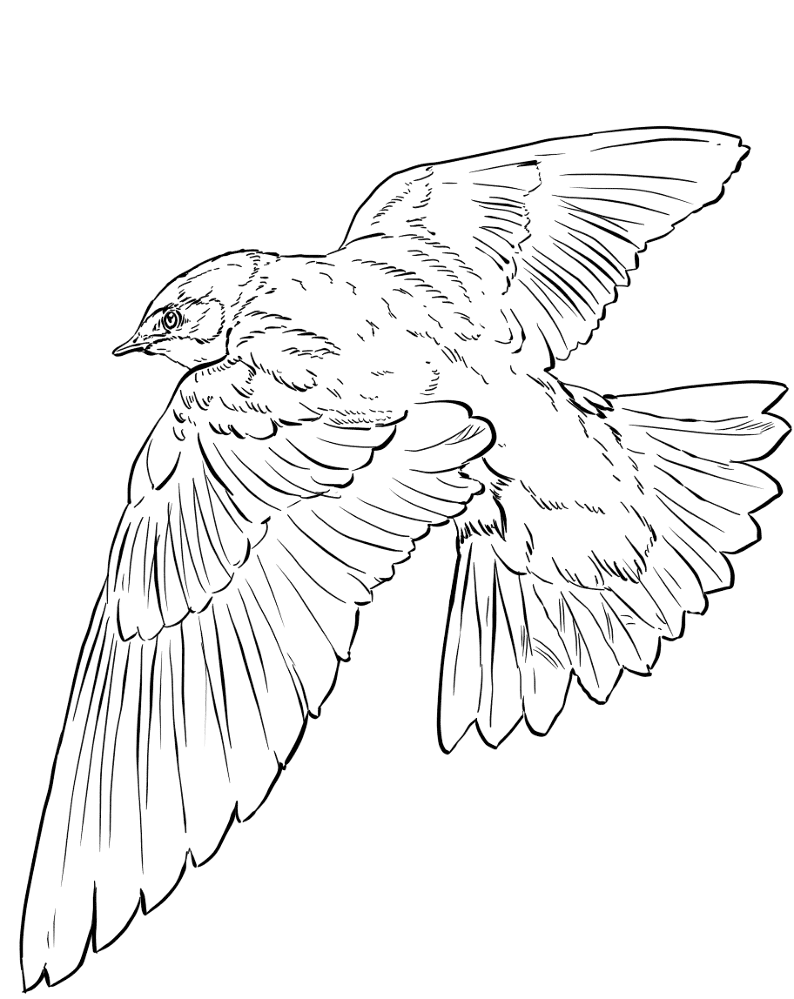 Tree Swallow In Flight Coloring Page Md Coloring Page — Free Printable — free printable coloring page