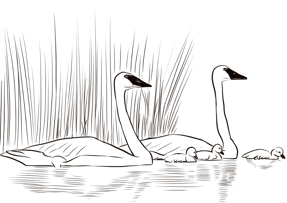 Trumpeter Swans With Newly Hatched Cygnets Coloring Page Md Coloring Page — Free Printable — free printable coloring page