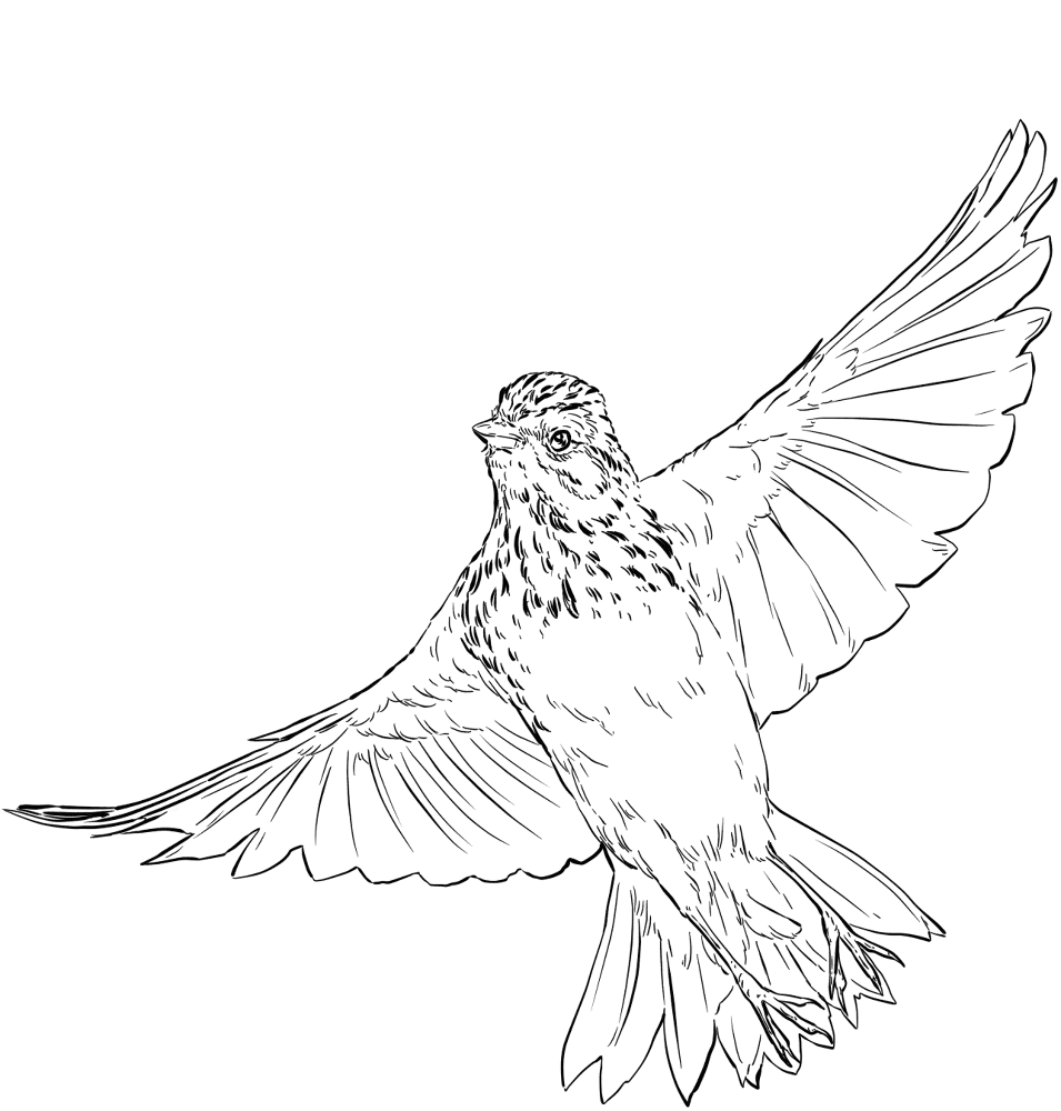 Vesper Sparrow In Flight Coloring Page Md Coloring Page — Free Printable — free printable coloring page