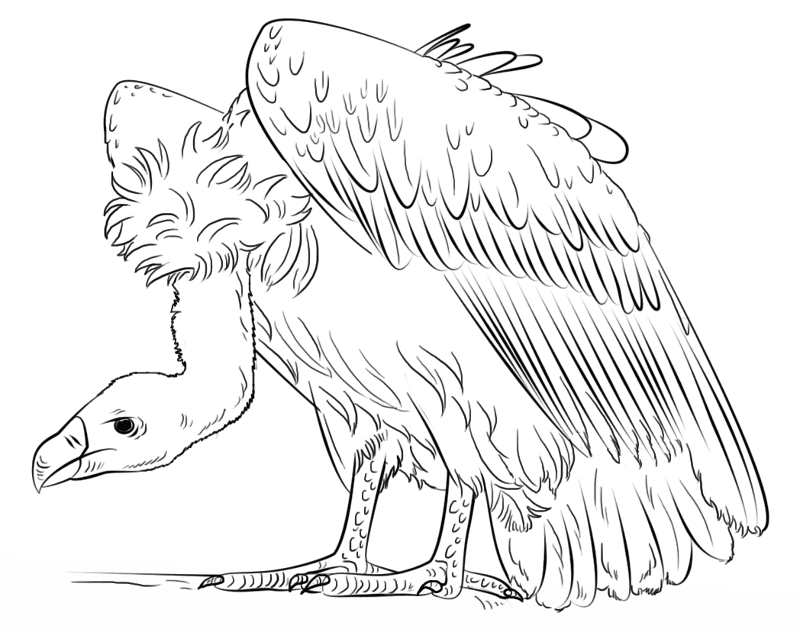 Vulture Coloring Page Md Coloring Page — Free Printable — free printable coloring page