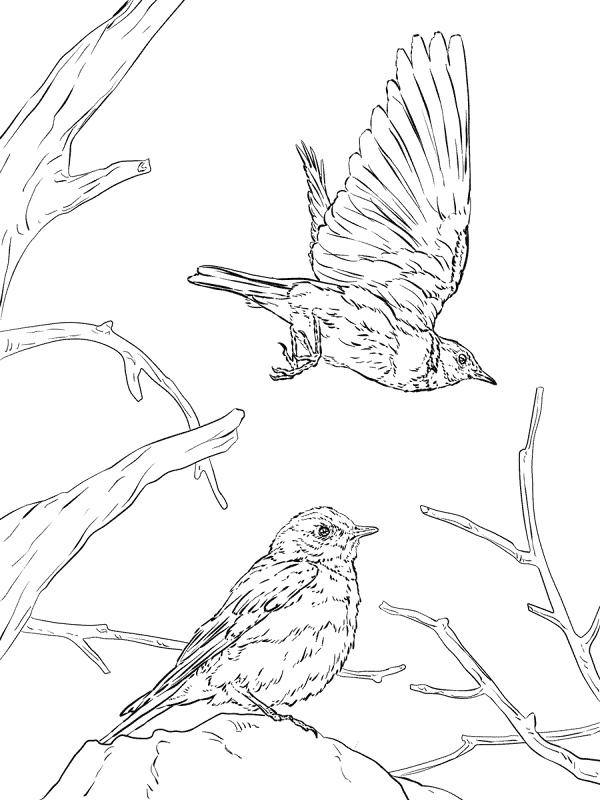 Western Bluebird Coloring Pages Md Coloring Page — Free Printable — free printable coloring page