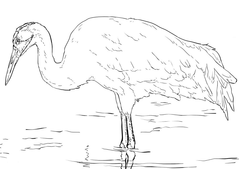 Whooping Crane Coloring Page Md Coloring Page — Free Printable — free printable coloring page