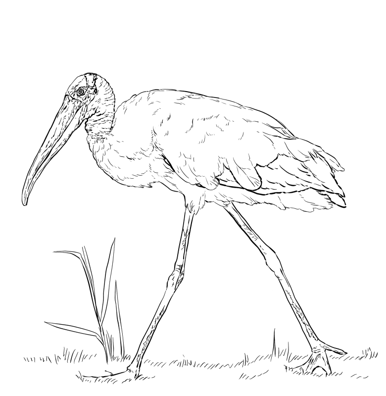 Wood Stork Coloring Page Md Coloring Page — Free Printable — free printable coloring page