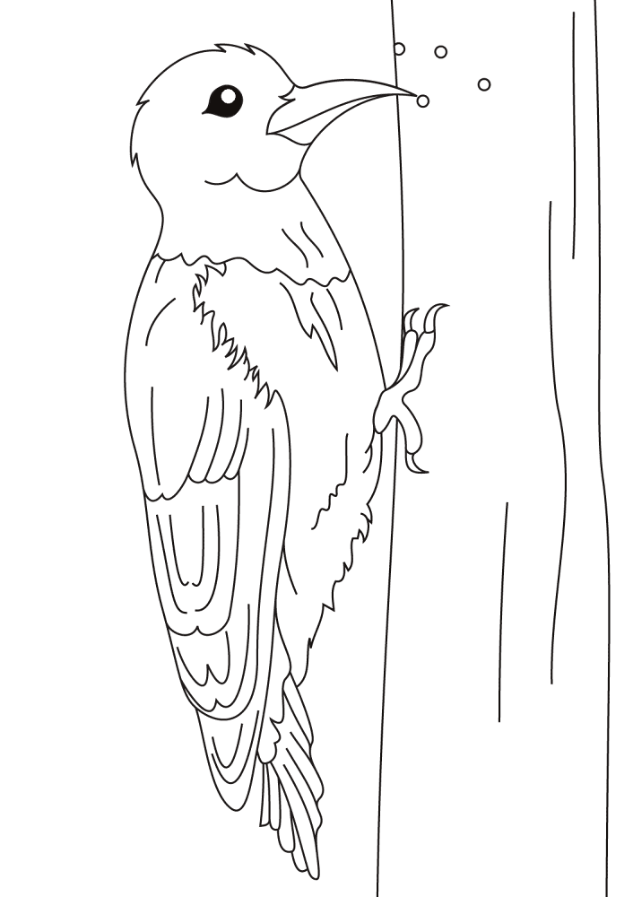 Woodpecker 3 Coloring Page Md Coloring Page — Free Printable — free printable coloring page