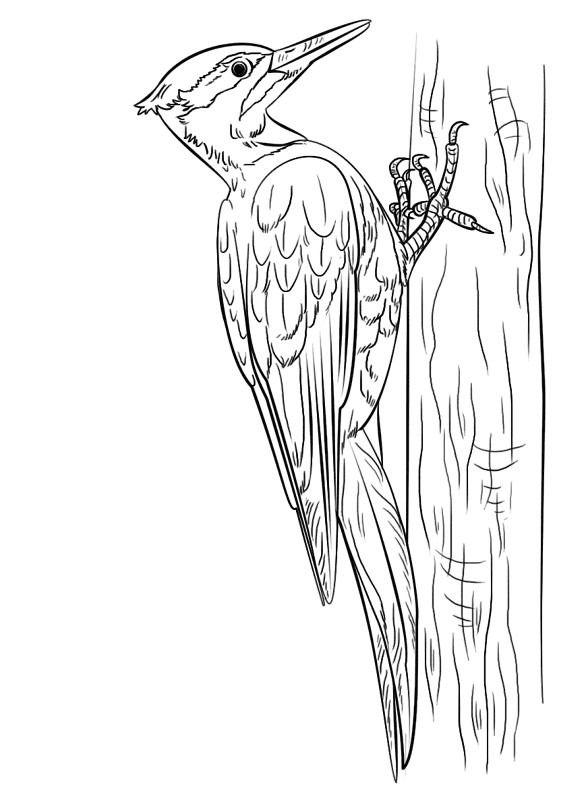 Woodpecker Coloring Page Md Coloring Page — Free Printable — free printable coloring page