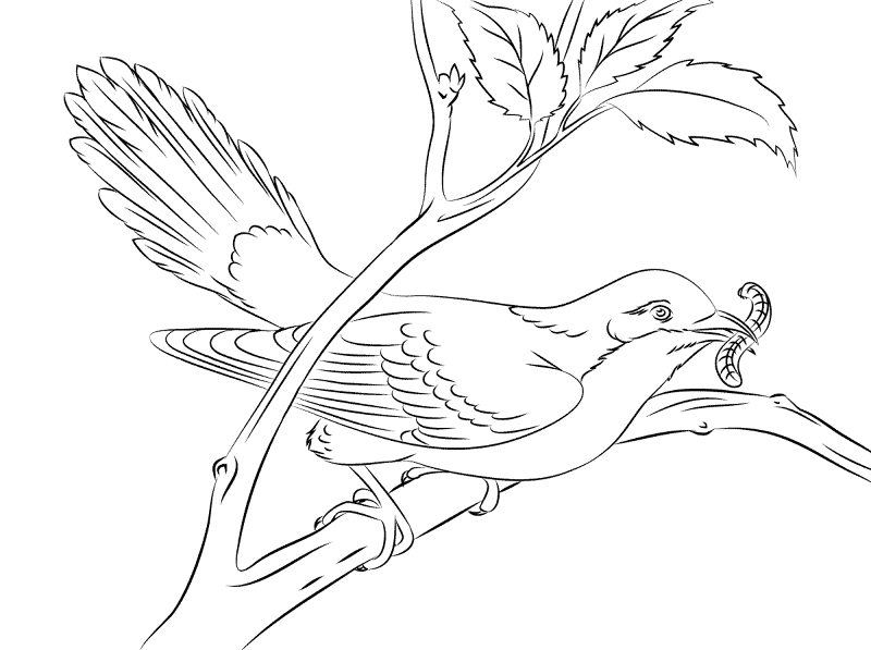Yellow Billed Cuckoo Coloring Pages Md Coloring Page — Free Printable — free printable coloring page