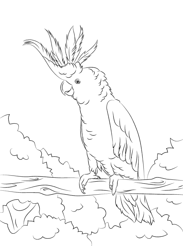Yellow Crested Cockatoo Coloring Pages Md Coloring Page — Free Printable — free printable coloring page