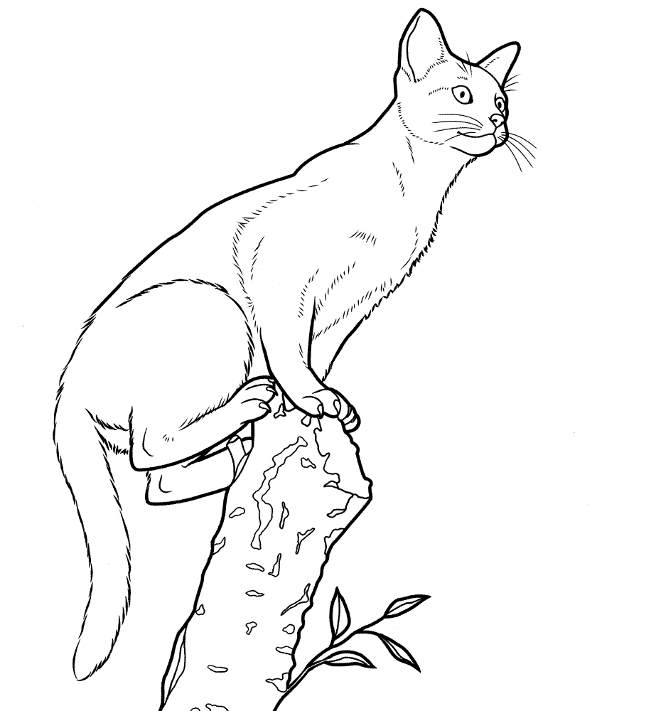 Abyssinian Cat Coloring Page Md Coloring Page — Free Printable — free printable coloring page
