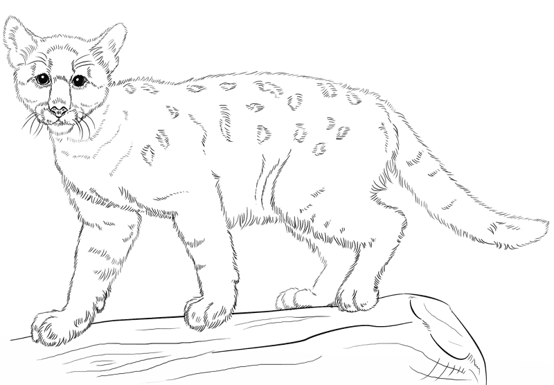 Baby Cougar Coloring Page Md Coloring Page — Free Printable — free printable coloring page