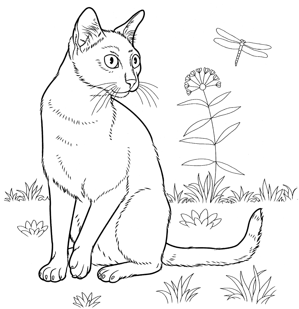 Bombay Cat Coloring Page Md Coloring Page — Free Printable — free printable coloring page