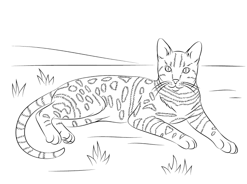 Brown Spotted Tabby Bengal Cat Coloring Page Md Coloring Page — Free Printable — free printable coloring page