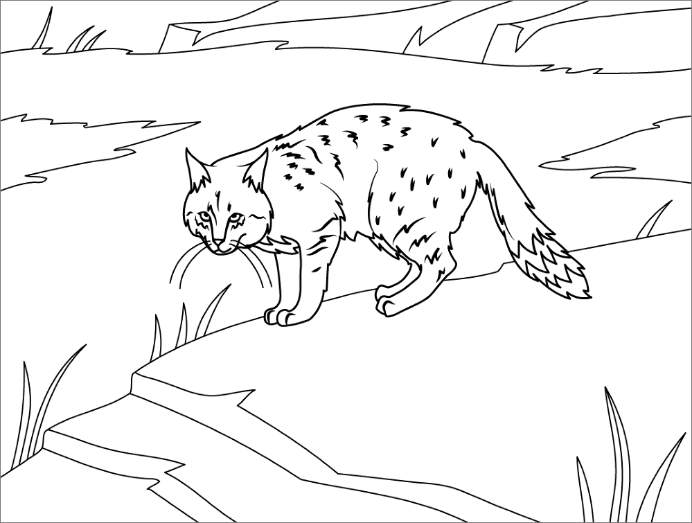 Chinese Mountain Cat Coloring Page Md Coloring Page — Free Printable — free printable coloring page