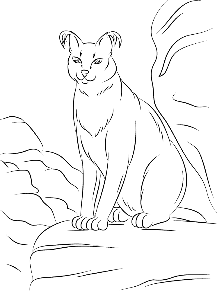 Cute Caracal Coloring Pages Md Coloring Page — Free Printable — free printable coloring page