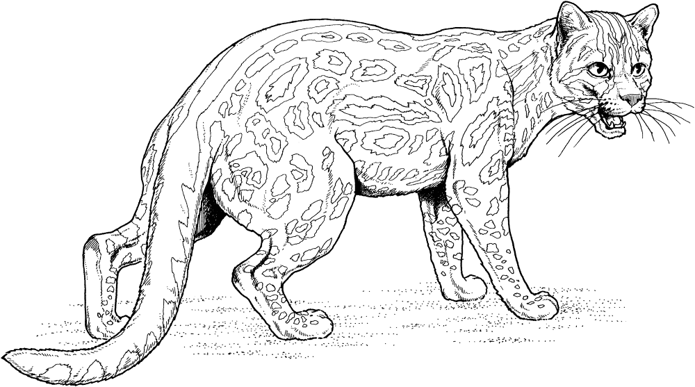 Dwarf Leopard Coloring Page Md Coloring Page — Free Printable — free printable coloring page