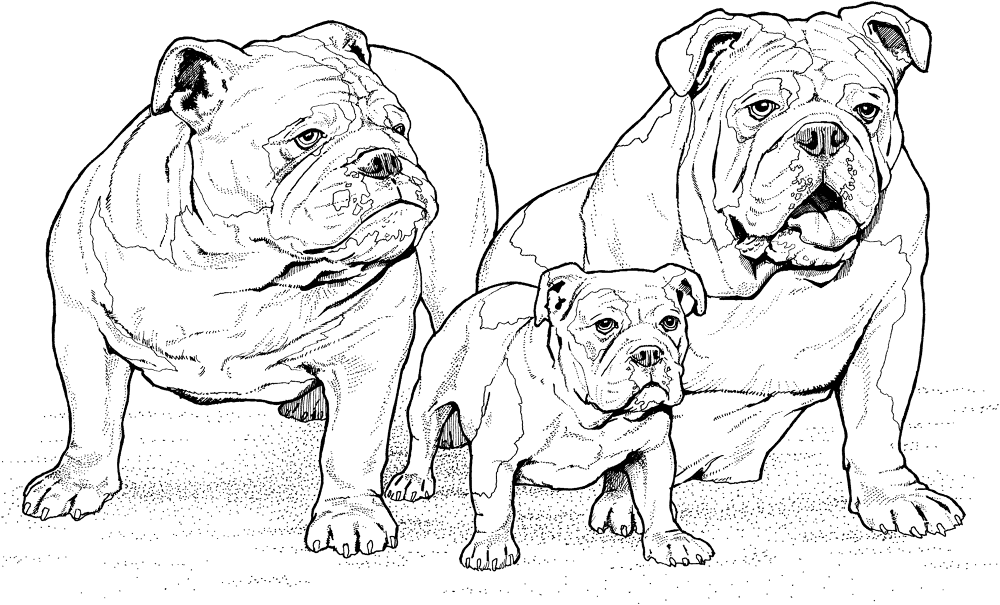 English Bulldogs With Puppy Coloring Page Md Coloring Page — Free Printable — free printable coloring page