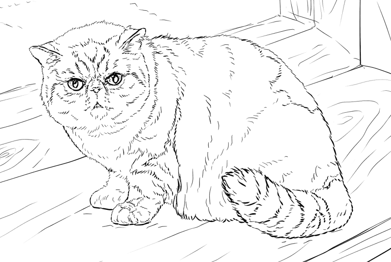 Exotic Shorthair Cat Coloring Page Md Coloring Page — Free Printable — free printable coloring page