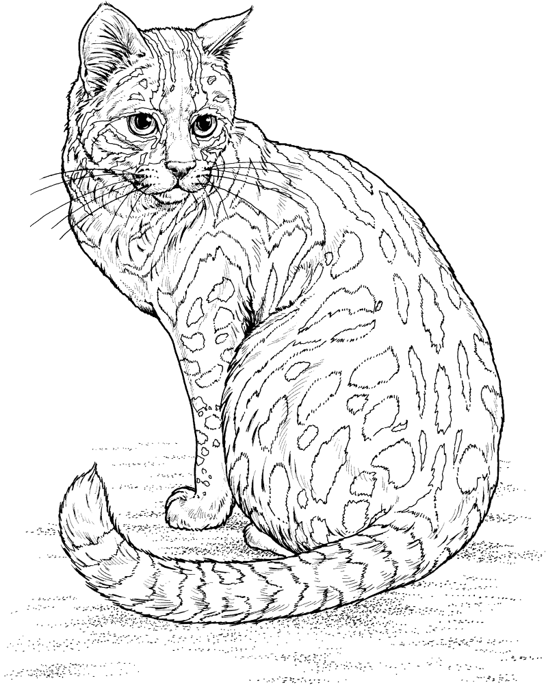 Leopard Cat Coloring Page Md Coloring Page — Free Printable — free printable coloring page