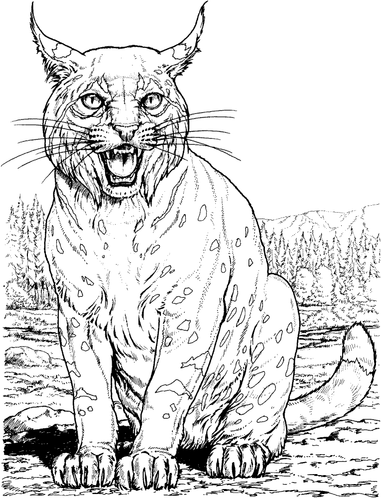 Lynx Sits On Land Coloring Page Md Coloring Page — Free Printable — free printable coloring page