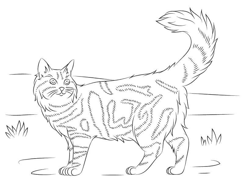 Maine Coon Cat Coloring Page Md Coloring Page — Free Printable — free printable coloring page